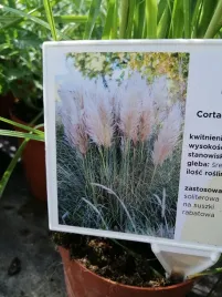 trawa-pampasowa-pink-feather-ciekawe-wybarwienie