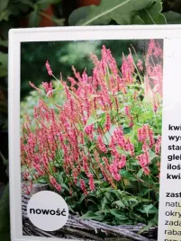 rdest-himalajski-keep-smiling-okrywowa-bylina