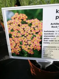 krwawnik-pospolity-milly-rock-yellow-terracotta-miododajna