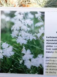 gozdzik-piaskowy-little-maiden-na-skalniak