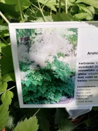 parzydlo-lesne-miododajna-bylina-pod-drzewa