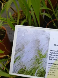 miskant-chinski-memory-na-suche-bukiety