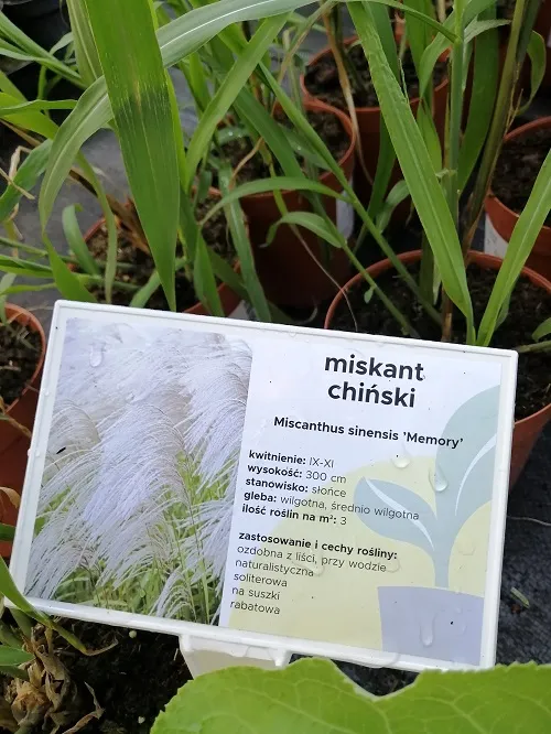 miskant-chinski-memory-na-suche-bukiety-styl-ogrod-nowoczesny