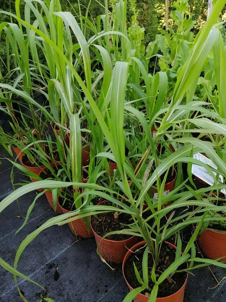 miskant-chinski-memory-na-suche-bukiety-stan-nowy