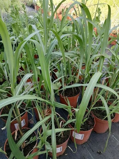 miskant-chinski-memory-na-suche-bukiety