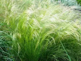 trawa-ozdobna-ostnica-cieniutka-pony-tails-sadzonka-p9-delikatny-pokroj