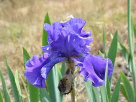 irys-brodkowy-indigo-princess-niebieskie-kwiaty-klacze