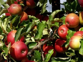 jablon-jonagold-szczepiona-karlowa-drzewko-w-doniczce-p9