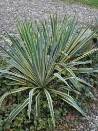 juka-bright-edge-sadzonka-p9-dekoracyjne-liscie-prosta-w-uprawie