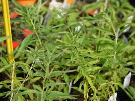 mieta-argentynska-sadzonka-p9-roslina-lecznicza