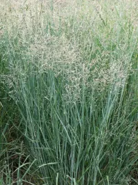 proso-rozgowate-heavy-metal-trawa-ozdobna-sadzonka-p9