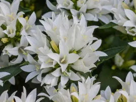 dzwonek-skupiony-genti-white-bialy-p9-bylina-do-ogrodu