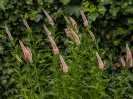 przetacznik-rozowy-first-choice-piekna-bylina-prosta-uprawa-sadzonka-p9