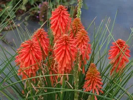 trytoma-groniasta-poco-red-sadzonka-p9-czerwona-egzotyczne-kwiaty