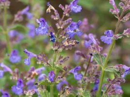 kocimietka-kit-cat-bylina-miododajna-pachnace-fioletowe-kwiaty-do-ogrodu-p9