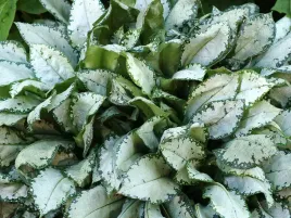 miodunka-moonshine-sadzonka-p9-srebrzyste-liscie-bylina-do-cienia