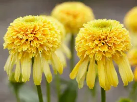 jezowka-lemon-drop-sadzonka-p9-pelne-zolte-kwiaty-bylina