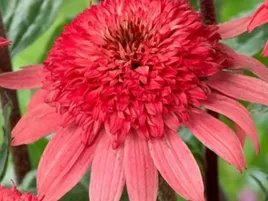 jezowka-raspberry-trufle-sadzonka-p9-malinowo-czerwona-wyjatkowy-kolor