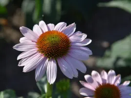jezowka-pink-skipper-echinacea-sadzonka-p9-jasnorozowa