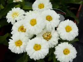 zlocien-wielki-macaroon-sadzonka-p9-biale-kwiaty-bylina