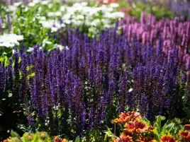 szalwia-fioletowa-midnight-purple-kwiaty-bylina-sadzonka-p9