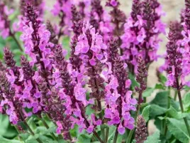 szalwia-omszona-midnight-rose-rozowe-kwiaty-bylina-do-ogrodu-p9