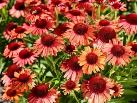 jezowka-meditation-orange-sadzonka-p9-pomaranczowa-bujne-kwitnienie