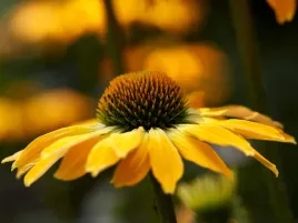jezowka-echinacea-golden-skipper-sadzonka-p9-zolta-niezwykle-piekna