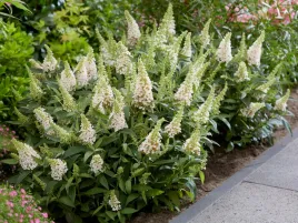 budleja-butterfly-candy-little-white-sadzonka-p9-biale-kwiaty-krzew-ozdobny