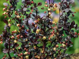 berberys-thunberga-dart-s-red-lady-roslina-w-doniczce-p9-bordowe-liscie