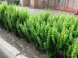 berberys-thunberga-erecta-p9-zielony