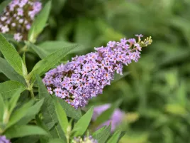 budleja-butterfly-candy-little-lila-p9-fioletowa-niska-odmiana
