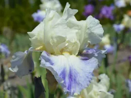 irys-brodkowy-seakist-klacze-zolto-fioletowy-kwiat