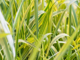 mozga-trzcinowata-arctic-sun-trawa-ozdobna-zolta