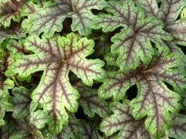 zuraweczka-tapestry-zielone-liscie-do-ogrodu-ozdobna-bylina-wieloletnia-p9