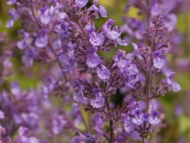 kocimietka-junior-walker-sadzonka-p9-aromatyczna-bylina-fioletowe-kwiaty