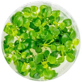 roslinka-invitro-mini-kubek-lobelia-mini-eco-plant