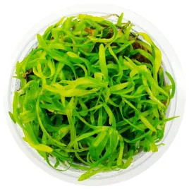 roslina-invitro-kubek-mini-heteranthera-zosterifolia-eco-plant