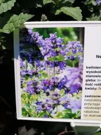 kocimietka-zylkowa-neptune-miododajna-bylina-na-skalniak