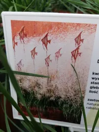 smialek-darniowy-goldtau-trawa-rabatowa