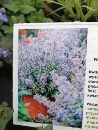 kocimietka-fassena-purrsian-blue-miododajna