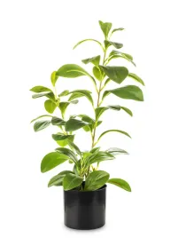 roslina-dekoracyjna-42x25x15-140741