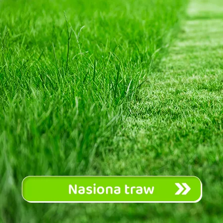 Nasiona traw
