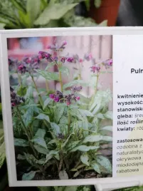 miodunka-silver-bouquet-miododajna