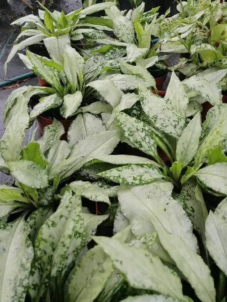 miodunka-silver-bouquet-miododajna-kolor-kwiatow-rozowe