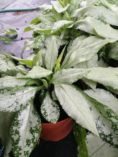 miodunka-silver-bouquet-miododajna-roslina-w-postaci-sadzonka-w-pojemniku-2-3l