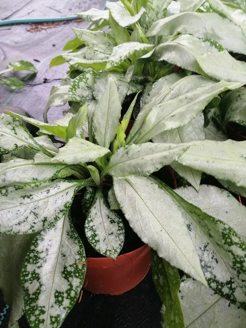 miodunka-silver-bouquet-miododajna-rodzaj-rosliny-inny