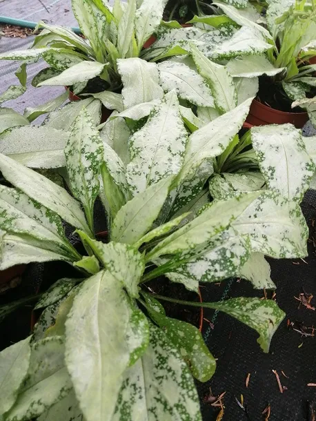 miodunka-silver-bouquet-miododajna-styl-ogrod-nowoczesny