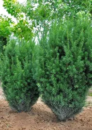 cis-posredni-kazio-15-30cm-taxus-media
