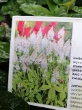 tiarella-spring-symphony-do-cienia